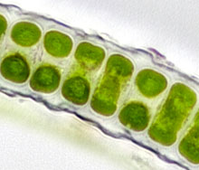 Klebsormidium cf crenulatum; image by NJStapper epiphytic Klebsormidium cf crenulatum from the bark of a tree in Düsseldorf