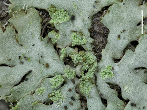 Phaeophyscia_orbicularis_Soralbildung_klicken_für_größere_Version Phaeophyscia_orbicularis_Soralbildung_klicken_für_größere_Version