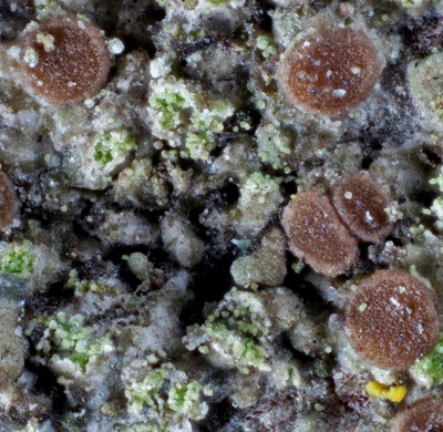 Caloplaca obscurella on Acer platanoides, Düsseldorf; Foto: Stapper 2017 Caloplaca obscurella on Acer platanoides, Düsseldorf; Foto: Stapper 2017