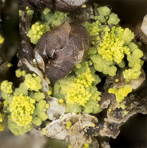 Candelariella_reflexa_s_str.; Foto: NJ Stapper Makrofoto von Candelariella_reflexa_s_str., 2x2mm Kantenlänge; Makrofoto: NJ Stapper