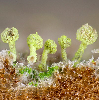 Chaenotheca brachypoda on Sambucus, Dsseldorf; Foto: Stapper, 2018