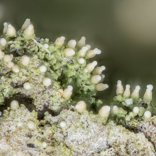Micarea pycnidiophora, 1,6x1,6 mm; Foto: NJStapper Makrophoto von Micarea pycnidiophora, 1,6x1,6 mm; Foto: NJStapper
