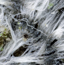 Verseghya thysanophora, Prothallus Verseghya thysanophora, Prothallus