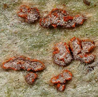Arthonia cinnabarina, Bienwald (RP/D), 2005 Foto: NJ Stapper Arthonia cinnabarina, Bienwald (RP/D), 2005 Foto: NJ Stapper