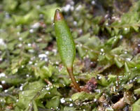 Buxbaumia viridis, Nordschwarzwald (2002). Foto: NJ Stapper