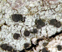 Cyphelium inquinans, Hautes Fagnes (B), 2003; Foto: NJ Stapper Cyphelium inquinans, Hautes Fagnes (B), 2003; Foto: NJ Stapper