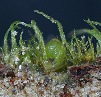 Ephemerum spinulosum, Wahnbachtalsperre. fot NJ Stapper Ephemerum spinulosum, Wahnbachtalsperre. fot NJ Stapper