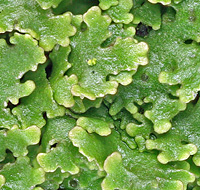 Melanelia laciniatula (feucht), Innenstadt Düsseldorf, 2009. Melanelia laciniatula, Innenstadt Düsseldorf, 2009.