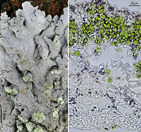 Physcia tribacioides, Duesseldorf, D, 2008 Physcia tribacioides, Duesseldorf, D, 2008
