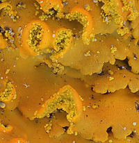 Xanthoria huculica (= Xanthomendoza huculica). fot Stapper, 2009 Xanthoria huculica (= Xanthomendoza huculica). fot Stapper, 2009